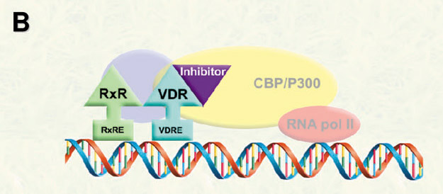 Arnold Group at the University of Wisconsin Milwaukee-Research: Small molecule inhibitors of the VDR-corepressor interaction